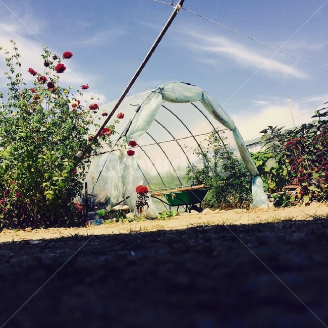 tent,비닐하우스,풍경,하늘,시골