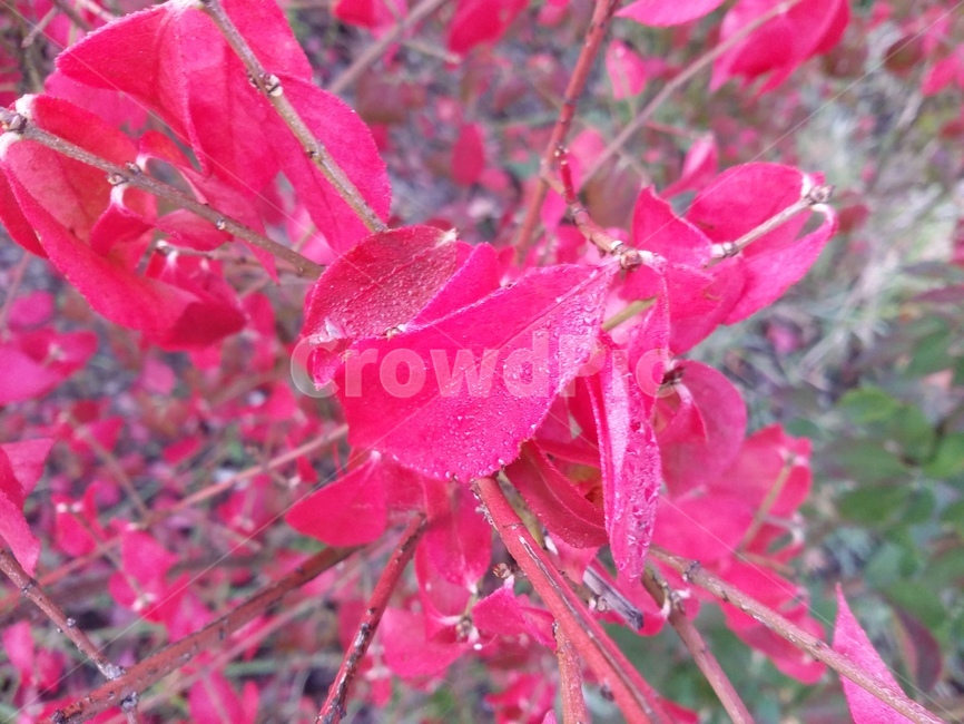 식물,plant,나무,나뭇잎,잎,leaf,식물,자연,plants,nature