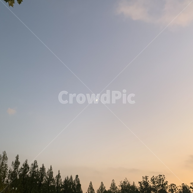 식물,plant,tree,나무,fir,전나무,abies,아비,자연,nature,outdoors,옥외,달,moon,자연,풍경,nature,landscape