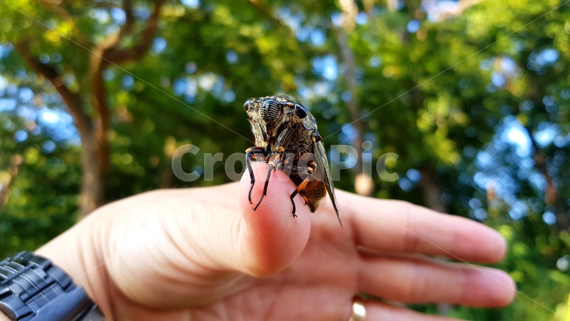 매미,매미유충,여름,매미채집,매미얼굴,동물,animal,곤충,벌레,insect,bug,사람,인물,인간,human,person,신체일부,몸,body