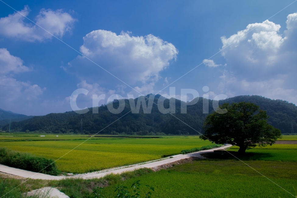 보은,원정리,느티나무,왕따나무,풍경,자연,풍경,nature,landscape,시골,마을,country,rural,town,outdoors,옥외,field,들,grassland,목초지