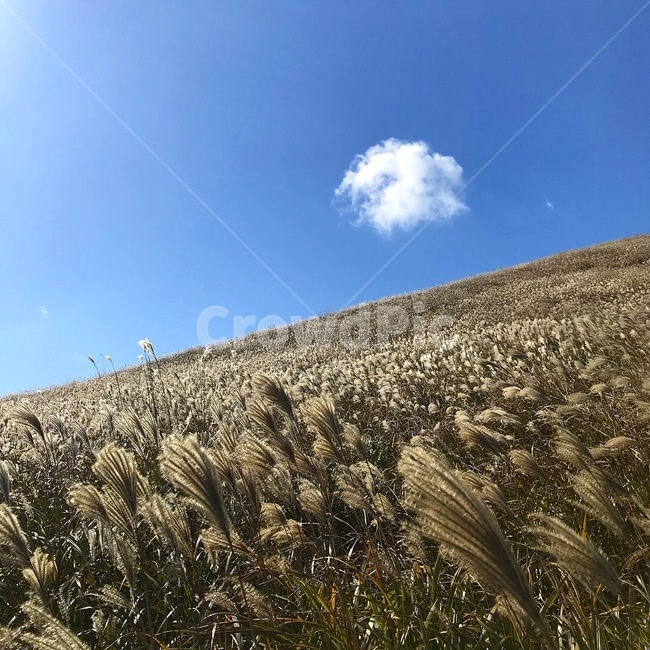 자연,감성,갈대,풍경,하늘,자연,풍경,nature,landscape,plant,식물,food,음식,vegetable,야채,grain,곡물