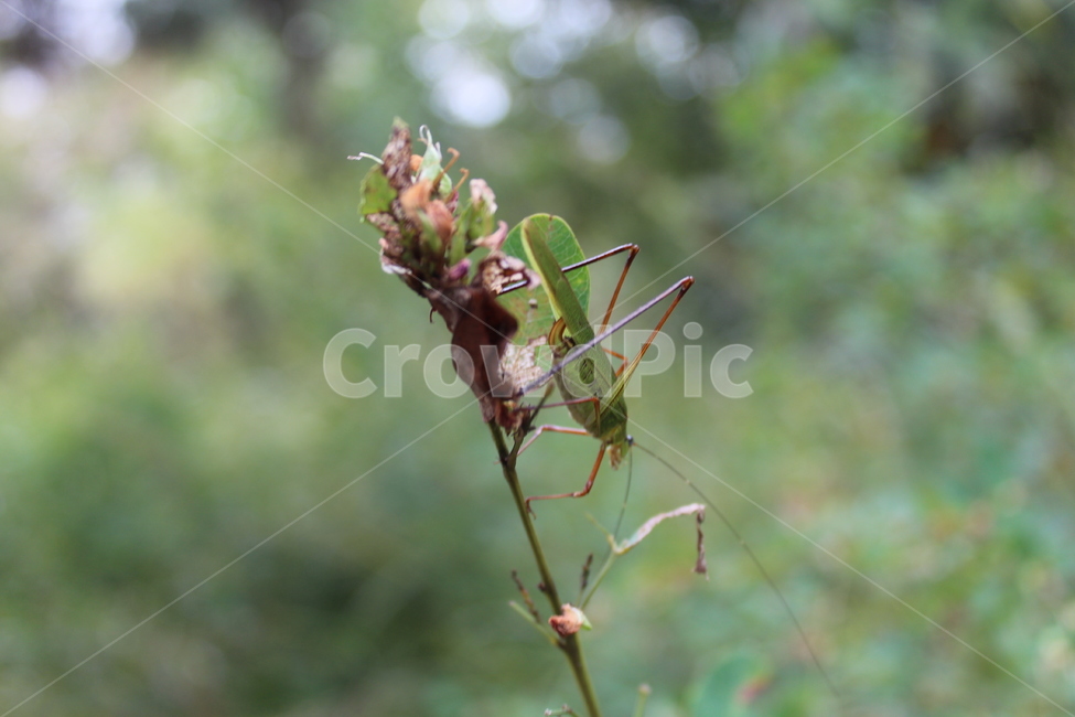 자연,cricketinsect,크리켓곤충,곤충,초록,곤충,벌레,insect,bug