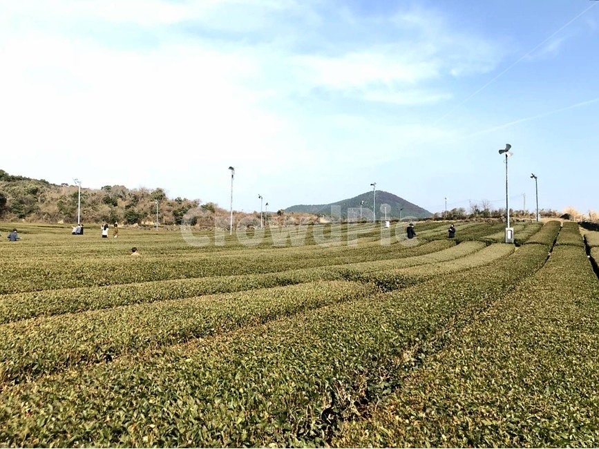 제주,녹차밭,구름,녹차,밭,자연,풍경,nature,landscape,한국자연풍경,한국자연경관,korea nature landscape,제주도,jeju,jeju island,산업,industry,industrial,농업,농사,agriculture,farming,farming industry
