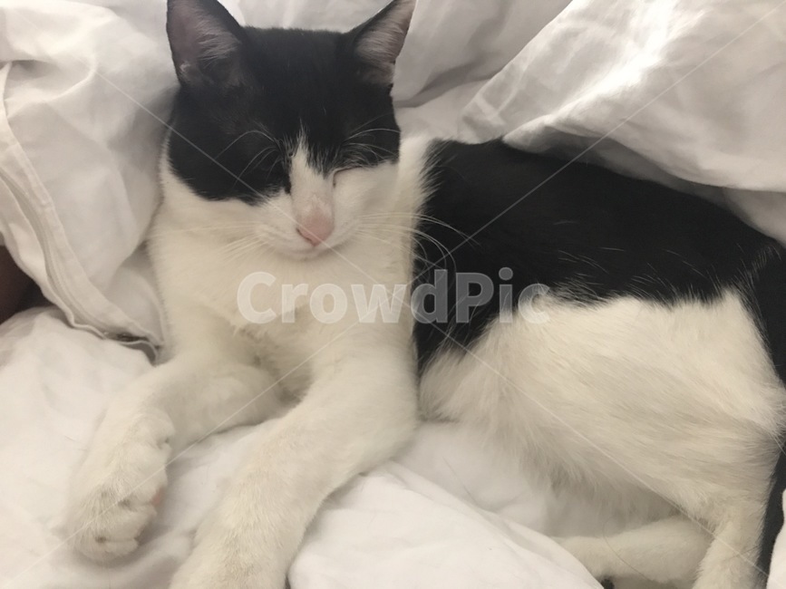 동물,고양이,코리안숏헤어,코숏,이불,포근함,하얀,졸림,잠,동물,animal,포유류,mammal,고양이,cat,kitten,kitty