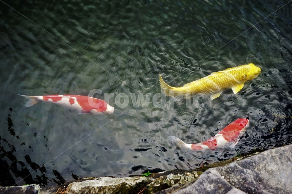 자연,잉어,연못,생물,어류,비단잉어,carp,breedcarp,동물,animal,어류,물고기,fish