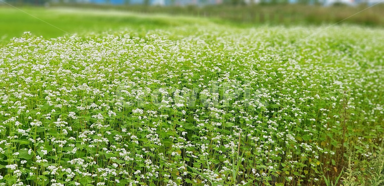 꽃,메밀꽃,가을,자연,식물,메밀묵,메밀전,해질녁,메밀밭,자연,풍경,nature,landscape,plant,field,들