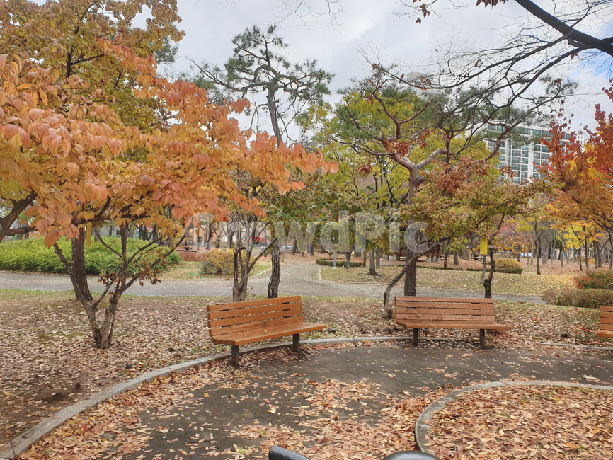 9월,가을공원,가을단풍,벤치,공원,가을,계절,fall,autumn,season,자연,풍경,nature,landscape,bench,plant,식물,tree,나무,furniture,가구