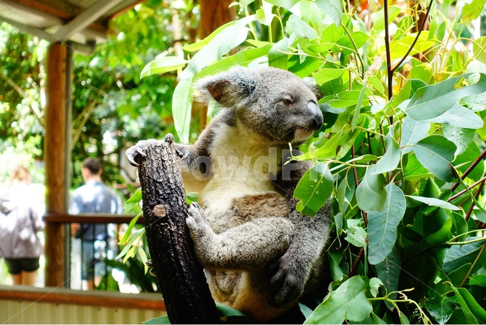동물,animal,코알라,포유류,mammal,나무,tree