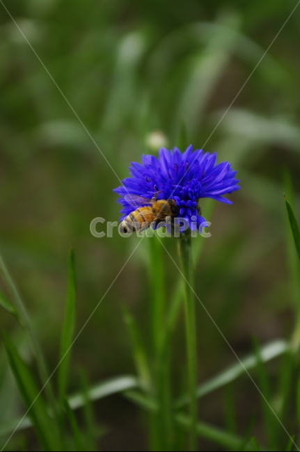 잎,꽃,flower,식물,plant,자연,nature,식물,자연,plants,nature,꽃,flower