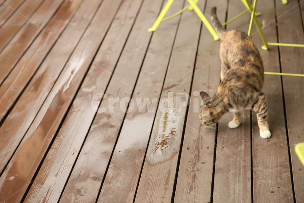 비,고양이,길고양이,나무,나무바닥,cat,rain