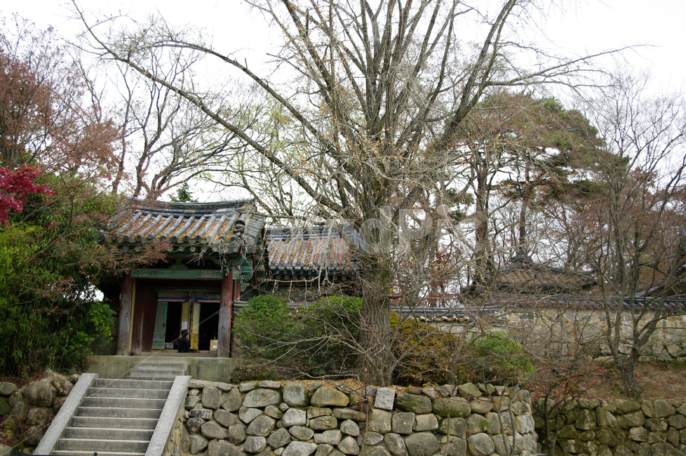 경주,건축,불국사,사찰,지붕,traditional,전통,기와지붕,가을,fall,나무,식물,plant,가을,계절,fall,autumn,season,한국전통,한국문화,korean traditional,korean culture,건축물,건물외관,exterior,building,structure,architecture,construction
