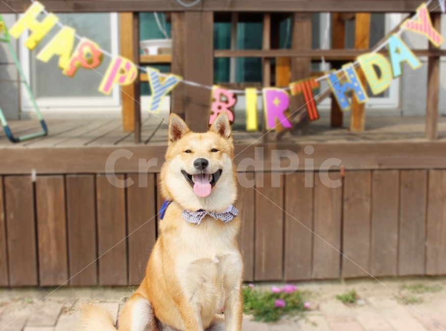 반려견,가족,동물,강아지,진돗개,생일,동물,animal,포유류,mammal,개,강아지,dog,doggy,감정표현,기분,feeling,emotion,기념일,축하,anniversary,congratulation,celebrate,celebration