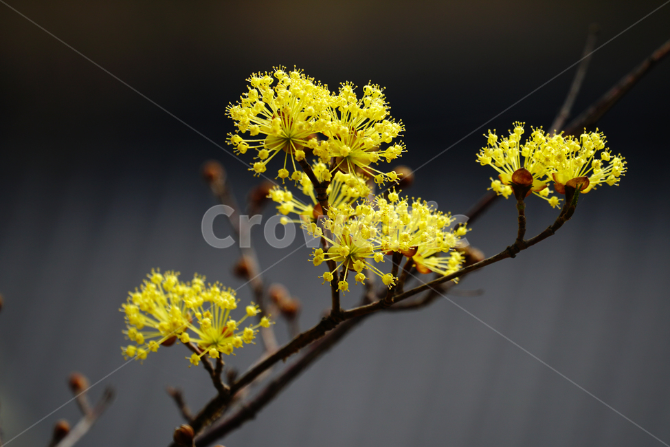 산수유,봄꽃,한국자연,꽃,꽃사진,플라워,flower,봄,spring,식물,plants,자연,nature,풍경,landscape,계절,season,snap,스냅,접사,macro,closeup,클로즈업,감성사진,감성,힐링,healing,느낌,feel,feeling,꽃밭,화단,나무,나뭇가지,tree,꽃봉오리,4월,April,봄,계절,spring,season,식물,자연,plants,nature,꽃,flower,plant