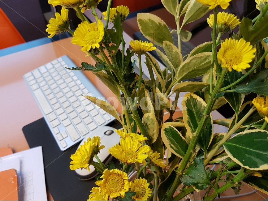 사무실,꽃,컴퓨터,노랑,배경,마우스,비즈니스,키보드,책상,꽃,flower,비즈니스,사업,business,service,work