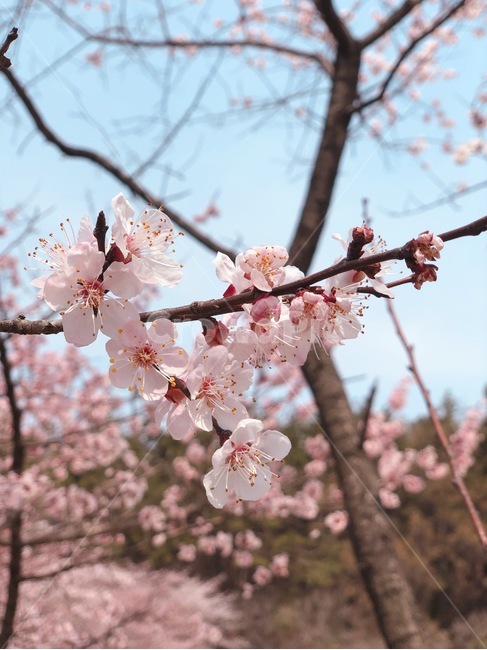 봄,벛꽃,꽃,설렘,핑크,분홍