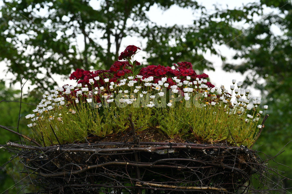 꽃,자연풍경,감성사진,식물,봄,봄,계절,spring,season,식물,자연,plants,nature,꽃,flower,plant,blossom