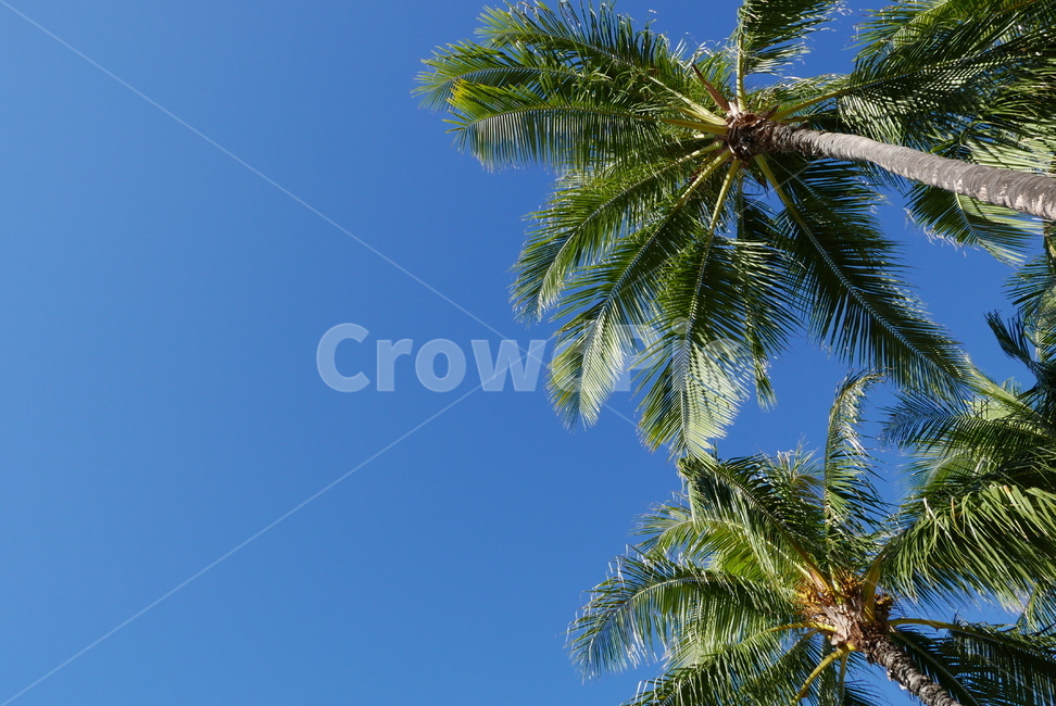 야자수,여름,배경,자연,하와이,와이키키,beach,해변,summer,palmtree,america,usa,hawaii,자연,풍경,nature,landscape,해외,외국,세계,foreign,oversea,world,세계자연풍경,해외자연풍경,외국자연풍경,world nature landscape,tree,나무,plant,식물,palm tree