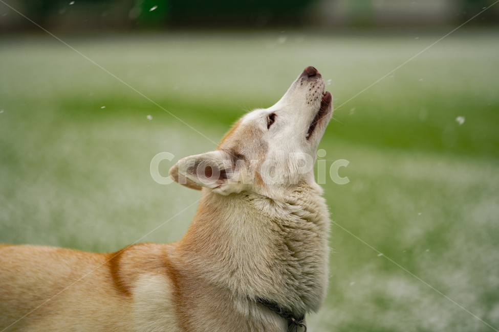 강아지,눈,허스키,동물,자연,느낌,감정,겨울,계절,winter,season,동물,animal,포유류,mammal,개,강아지,dog,doggy