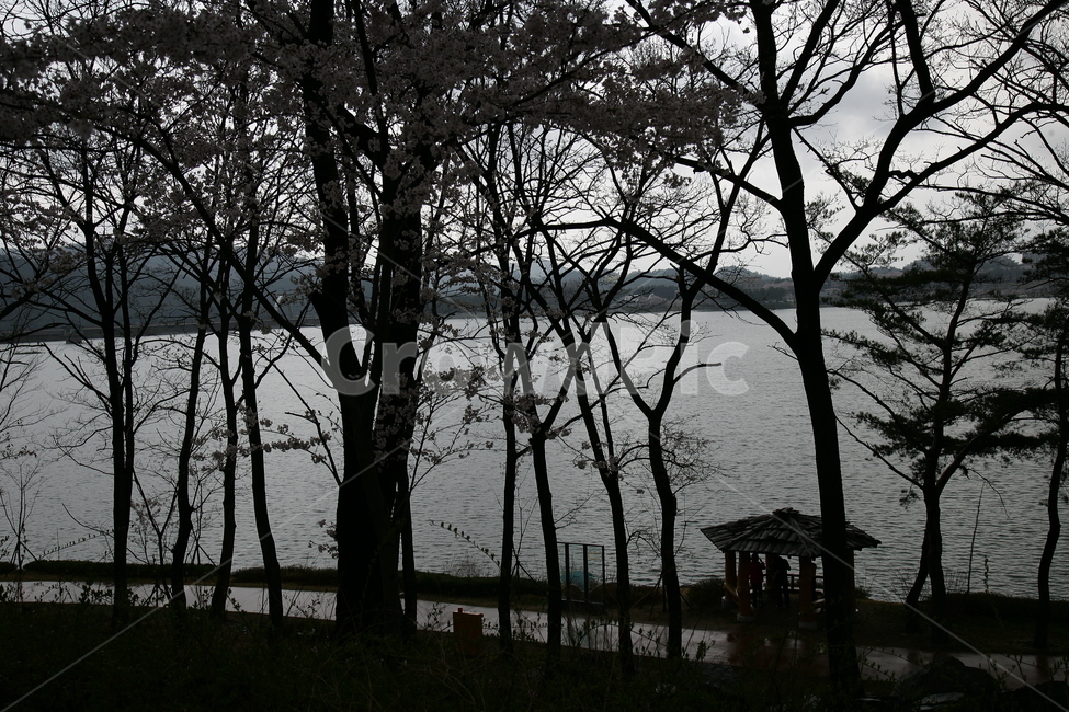 벚꽃,tree,plant,호수,흐린날,보문호수
