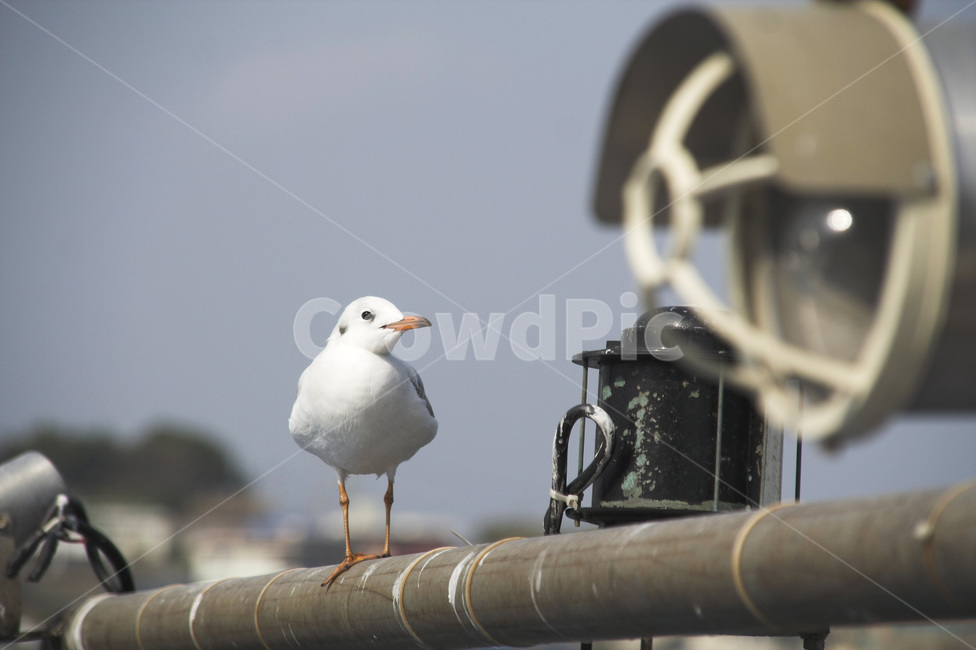 갈매기,항구,바다,배,등,동물,animal,조류,새,birds