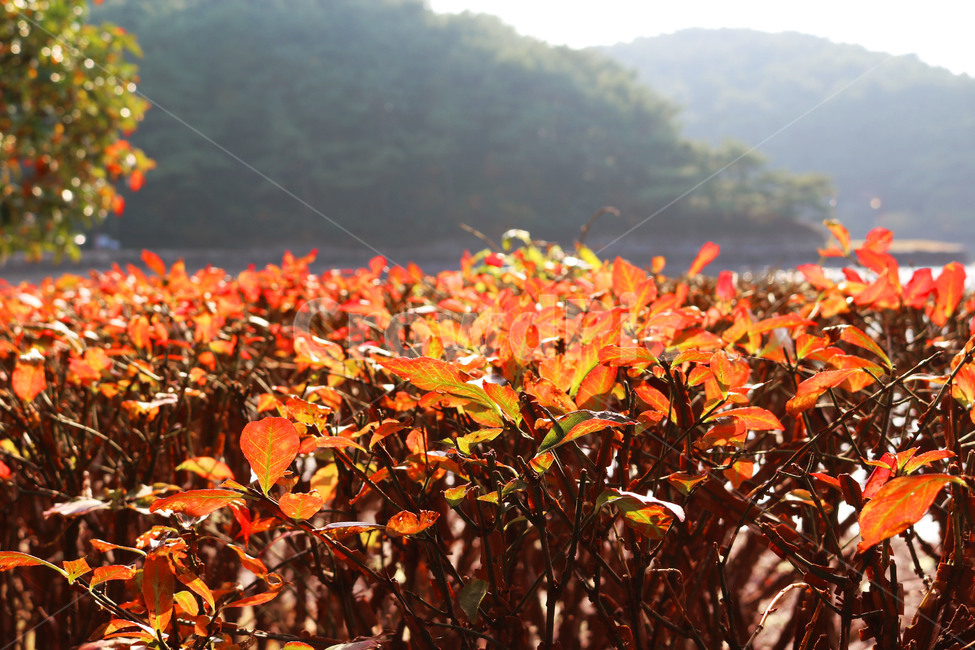 자연,단풍,가을,빨강,주황