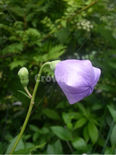 geranium,식물,꽃,꽃잎,도라지,balloonflower,도라지꽃,flower