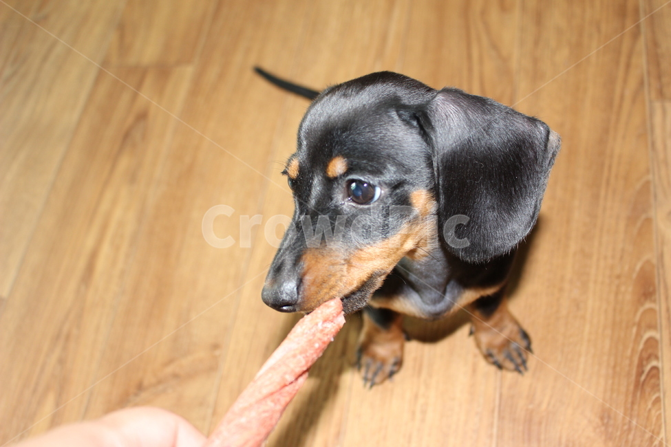 강아지,닥스훈트,개,멍멍이,애완동물,동물,animal,포유류,mammal,개,강아지,dog,doggy