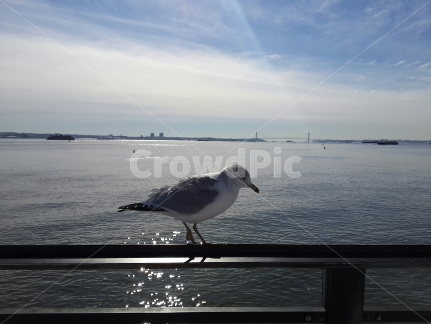 갈매기,바다,난간,하늘,맑은날,동물,animal,조류,새,birds