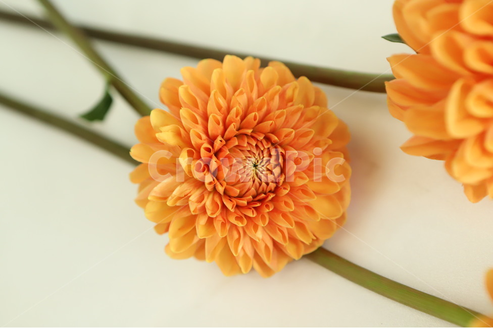plant,식물,flower,꽃,blossom,flowerarrangement,feeling,sensible,자연,색감,색깔,색채,시즌,nature,감성사진,따뜻한,힐링,감성,배경,계절,만개,봄,근접,dahlia,달리아,다알리아,오렌지,꽃,flower