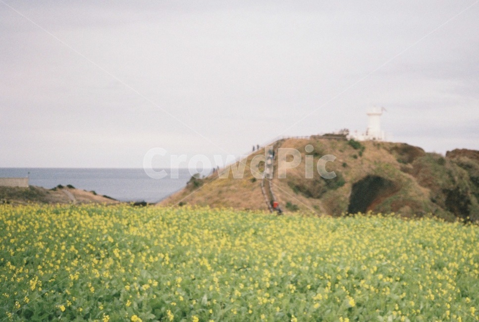 필카,필름카메라,필름,제주,제주도,유채꽃,섭지코지,outdoors,grassland,목초지,nature,자연,field,들,제주도,jeju,jeju island