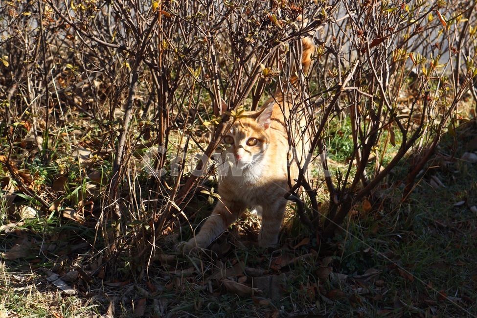 고양이,동물,길고양이,cat,animal