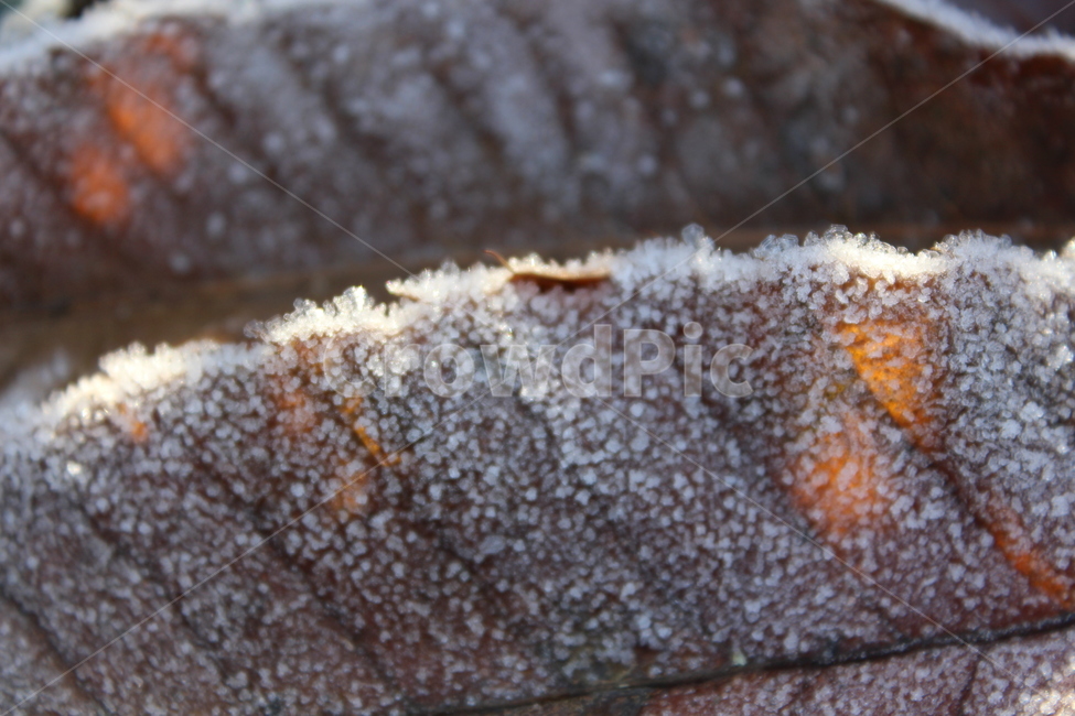 얼음,서리,frost,ice,자연