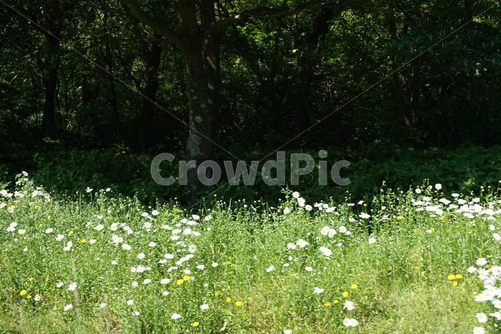 자연,꽃,나무,배경,풍경,들꽃,자연,풍경,nature,landscape,grassland,목초지,outdoors,옥외,field,들,farm,농장,rural,농촌,meadow