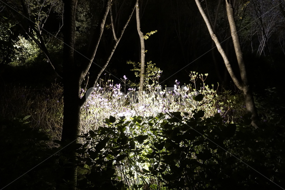 나무,밤,꽃,어둠,자연,tree,night,flower,nature,dark,자연,풍경,nature,landscape,야경,밤,nightscape,night,식물,plants,나무,trees,wood,공포,호러,무서운,무서움,horror,terror,fear,plant
