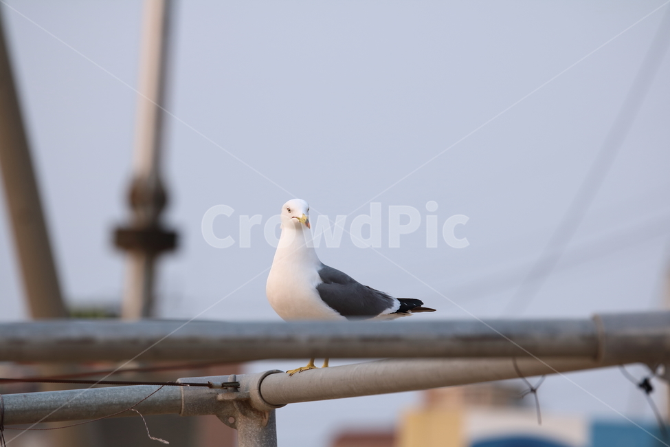 을왕리,해변,갈매기,갈매기친구들,새,동물,animal,조류,새,birds