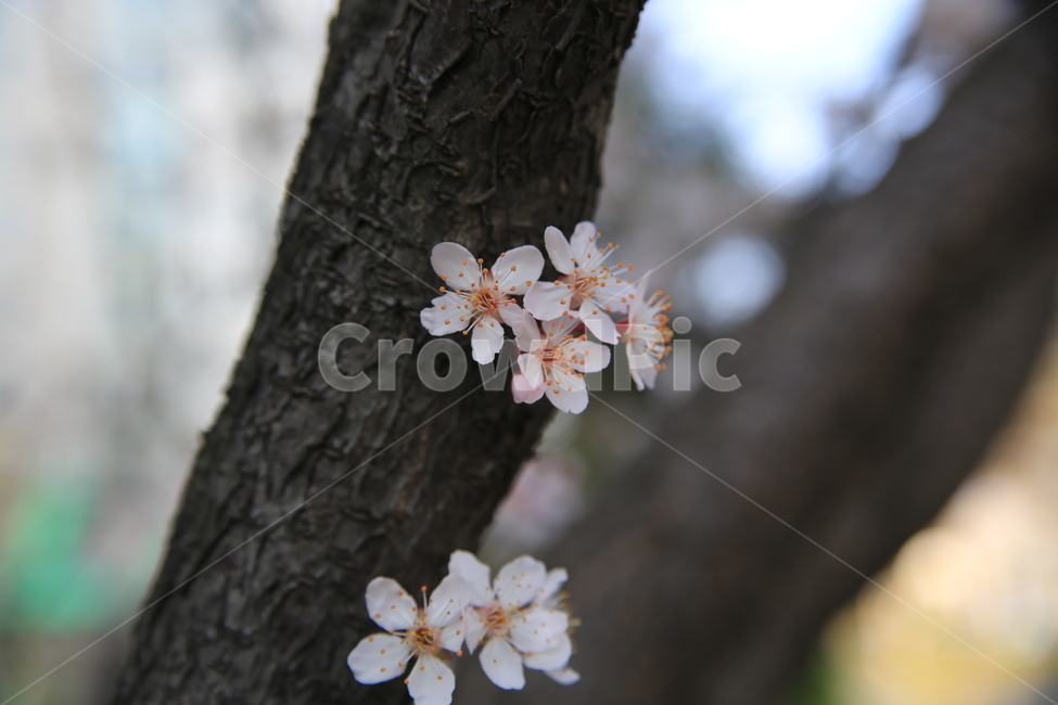 벚꽃,꽃,봄,봄꽃,하늘,벚꽃축제,식물,자연,plants,nature,꽃,flower