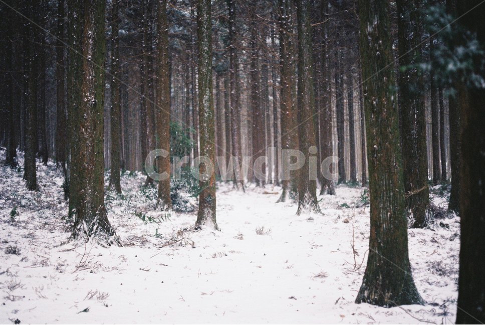 눈,겨울,제주도,숲,snow,winter,jeju,forest,겨울,계절,winter,season,자연,풍경,nature,landscape,감성,sensible,feeling,outdoors,옥외,tree,나무,plant,식물