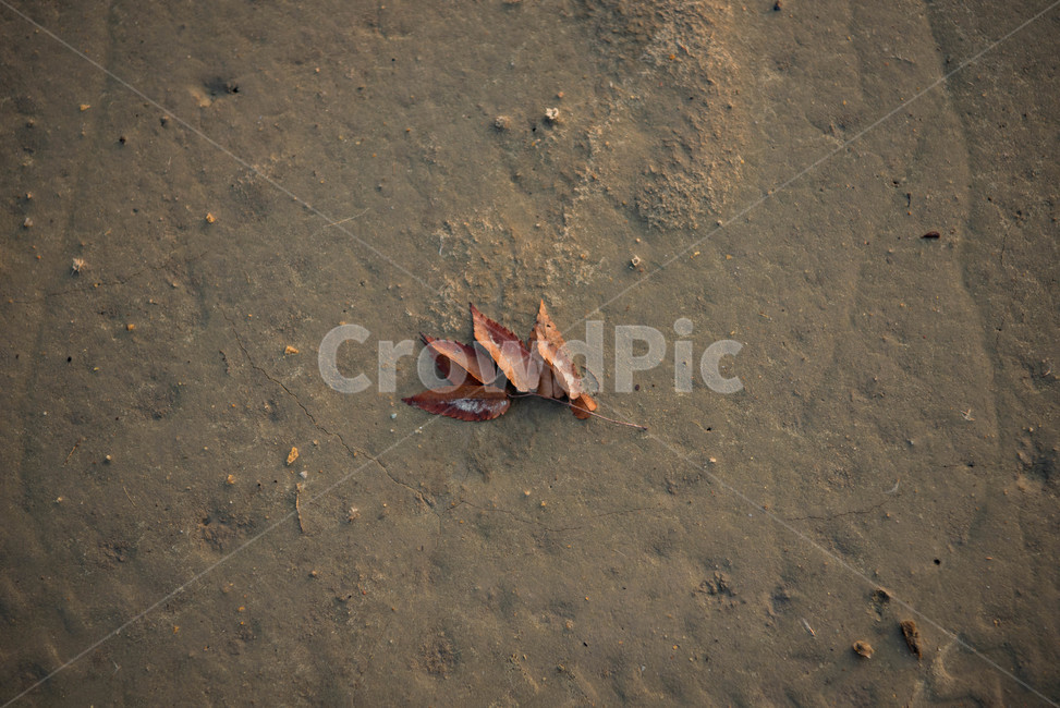 leaf,잎,plant,식물,ground,바닥,나뭇잎,모래바닥,배경,진흙바닥