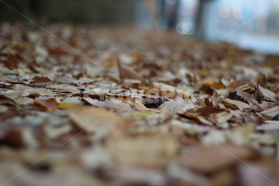 가을,낙엽,건조함,잎,갈색,가을풍경,낙엽잎,가을배경,자연,가을,계절,fall,autumn,season,leaf,plant,식물
