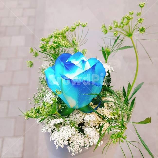 꽃,꽃다발,장미,선물,기념일,식물,자연,plants,nature,꽃,flower,기념일,축하,anniversary,congratulation,celebrate,celebration