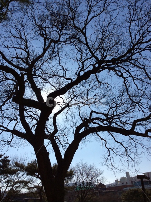 나무,역광,빈공간,대비,잔가지,식물,자연,plants,nature,나무,trees,wood