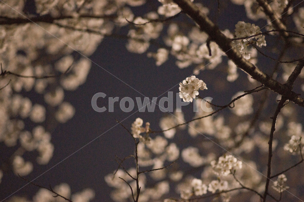 벚꽃,봄,꽃,봄꽃,밤,봄,계절,spring,season,야경,밤,풍경,nightscape,night,landscape,식물,자연,plants,nature,꽃,flower,plant