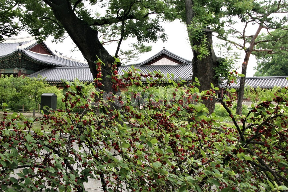 창덕궁,오대궁궐,송파문화원,앵두나무,기와지붕,한국전통,한국문화,korean traditional,korean culture,건축물,건물외관,exterior,building,structure,architecture,construction