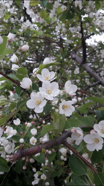 사과꽃,봉우리,꽃,명성,유혹,식물,자연,plants,nature,꽃,flower