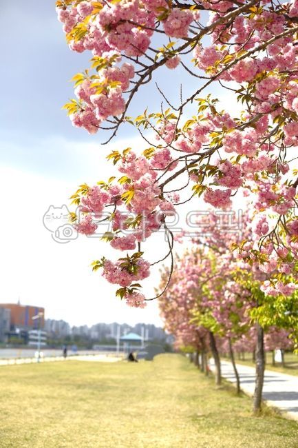 Double cherry blossoms,pink cherry blossoms,cherry blossoms,spring cherry blossoms,cherry tree,cherry blossom tree,spring flowers,cherry blossom festival,spring,flowers,flower background,cherry blossom buds