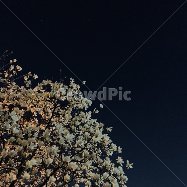 목련,봄,spring,magnolia,꽃,공원,벚꽃축제,하늘,저녁하늘,봄,계절,spring,season,야경,밤,풍경,nightscape,night,landscape
