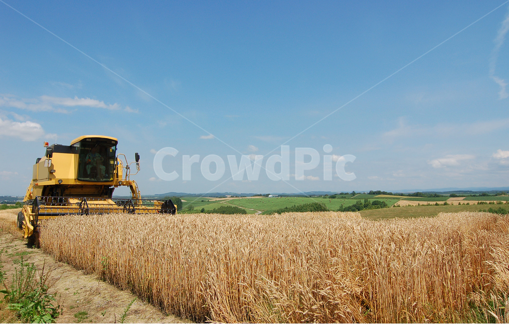 agricultural machinery,industry,crops,cloud,harvesting,tractor,farming,sight,Agriculture,wheat,Rural,sky,harvest,everyone,nature,countryside,Hokkaido,food,cornfield,field,background,culture,machine,farmer,autumn