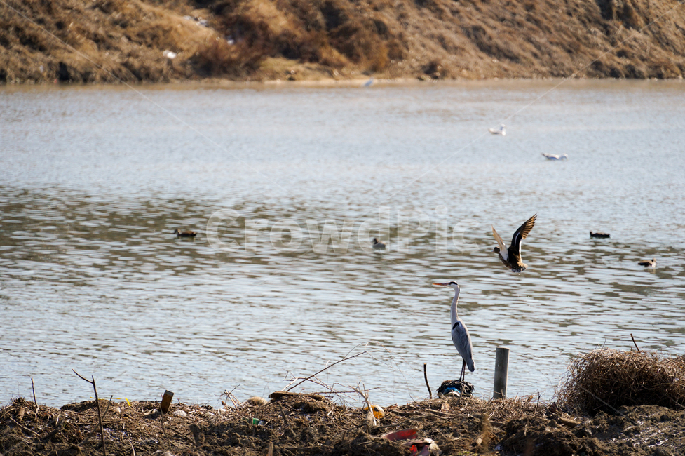 bird,새,animal,동물,중랑천,동물,animal,조류,새,birds