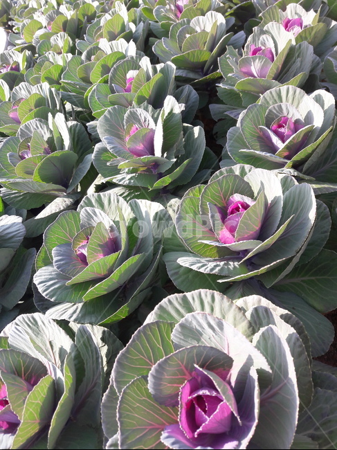 꽃양배추,cauliflower,콜리플라워,plant,식물,잎채소,leafvegetable,식물,자연,plants,nature